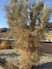 Psorothamnus spinosus