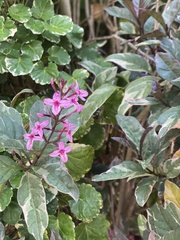 Pseuderanthemum carruthersii