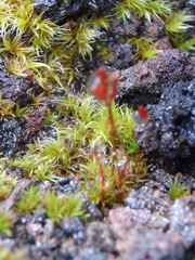 Racomitrium