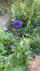 Delphinium glaucum