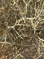 Psorothamnus spinosus