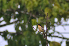Donacobius atricapilla