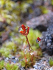 Racomitrium