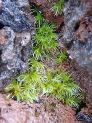 Racomitrium