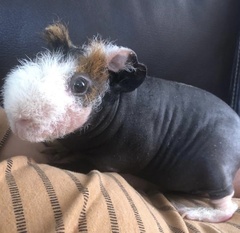 Cavia porcellus