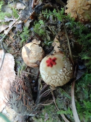 Calostoma ravenelii ravenelii
