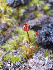 Racomitrium