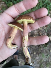 Hemileccinum rubropunctum