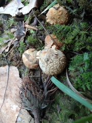 Calostoma ravenelii ravenelii