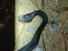 Coluber constrictor priapus