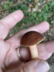Hemileccinum rubropunctum