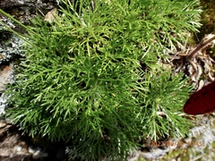 Artemisia morrisonensis