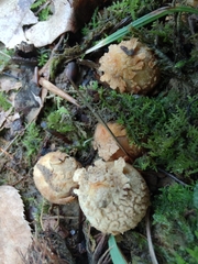 Calostoma ravenelii ravenelii