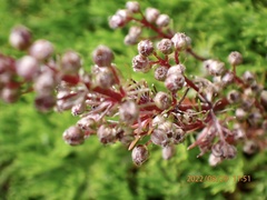 Artemisia morrisonensis