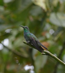 Chalybura buffonii
