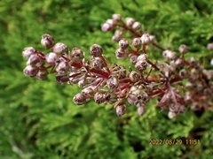 Artemisia morrisonensis