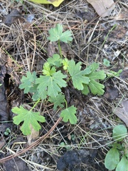 Callirhoe involucrata