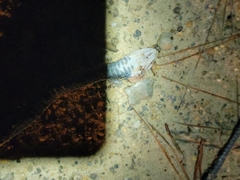 Coluber constrictor priapus