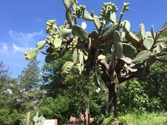 Opuntia streptacantha
