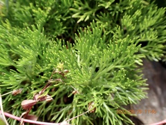 Artemisia morrisonensis