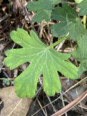 Callirhoe involucrata