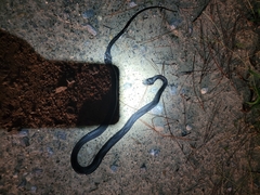 Coluber constrictor priapus