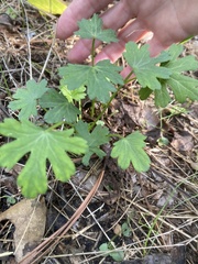 Callirhoe involucrata