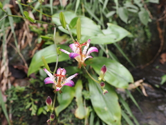 Tricyrtis lasiocarpa
