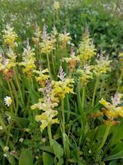Lachenalia pallida