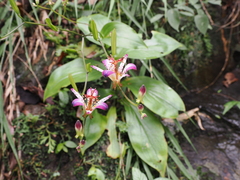 Tricyrtis lasiocarpa