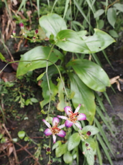 Tricyrtis lasiocarpa