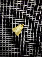 Achyra nudalis