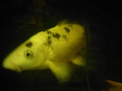 Cyprinus rubrofuscus