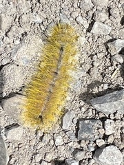 Acronicta vulpina