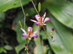 Tricyrtis lasiocarpa