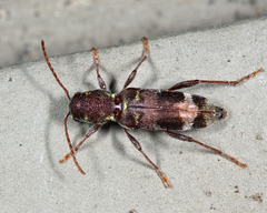 Xylotrechus colonus