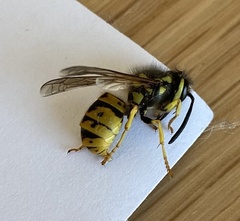 Vespula