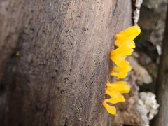 Dacrymyces spathularia