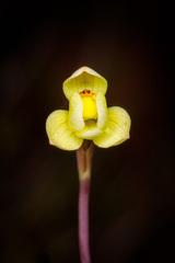 Thelymitra flexuosa