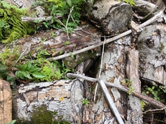 Dacrymyces spathularia