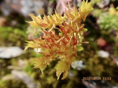 Sedum morrisonense