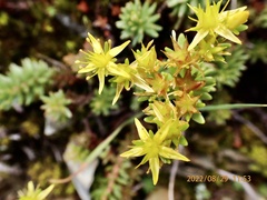 Sedum morrisonense