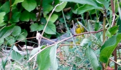 Cardellina canadensis