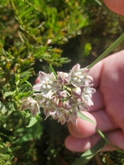 Funastrum heterophyllum