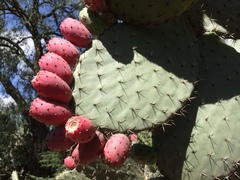 Opuntia streptacantha