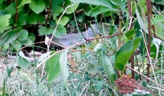 Cardellina canadensis