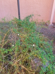 Funastrum heterophyllum