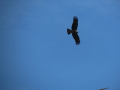 Milvus migrans formosanus