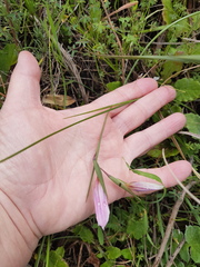 Gladiolus trichonemifolius