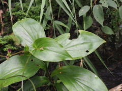 Tricyrtis lasiocarpa